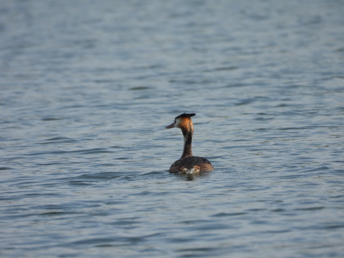 Great Crested Grebe - ML611083241