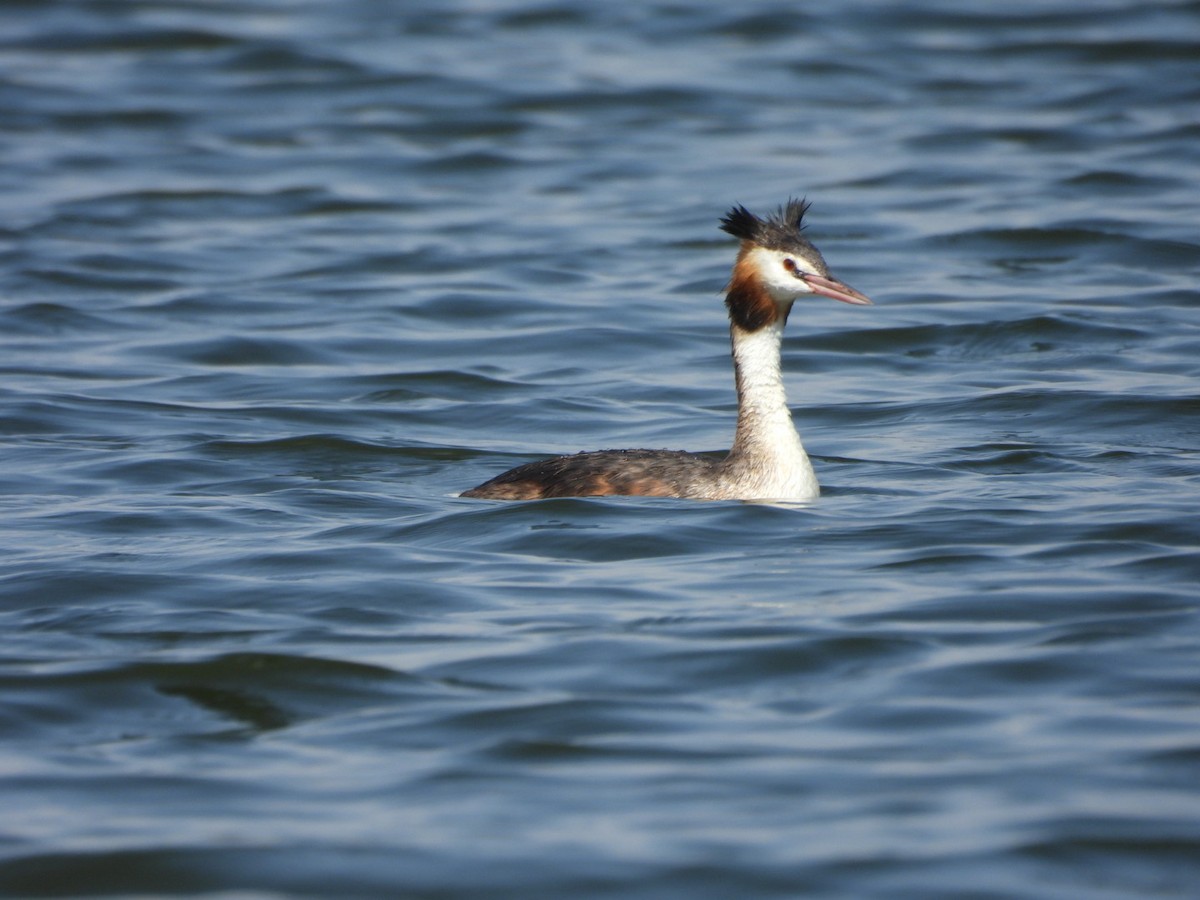 Great Crested Grebe - ML611083242