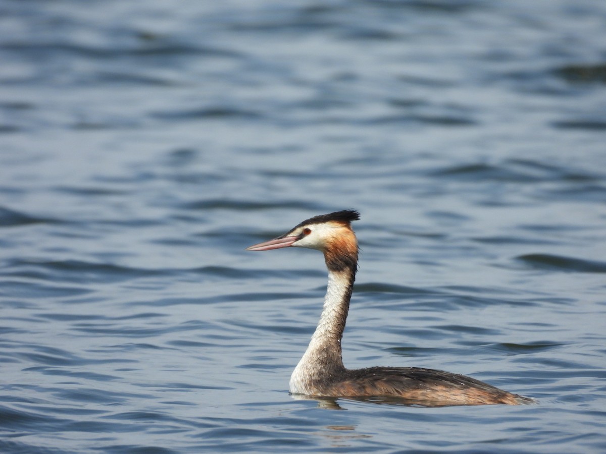 Great Crested Grebe - ML611083243