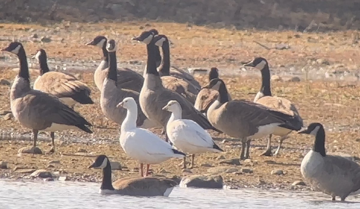 Snow/Ross's Goose - Rich Ashcraft