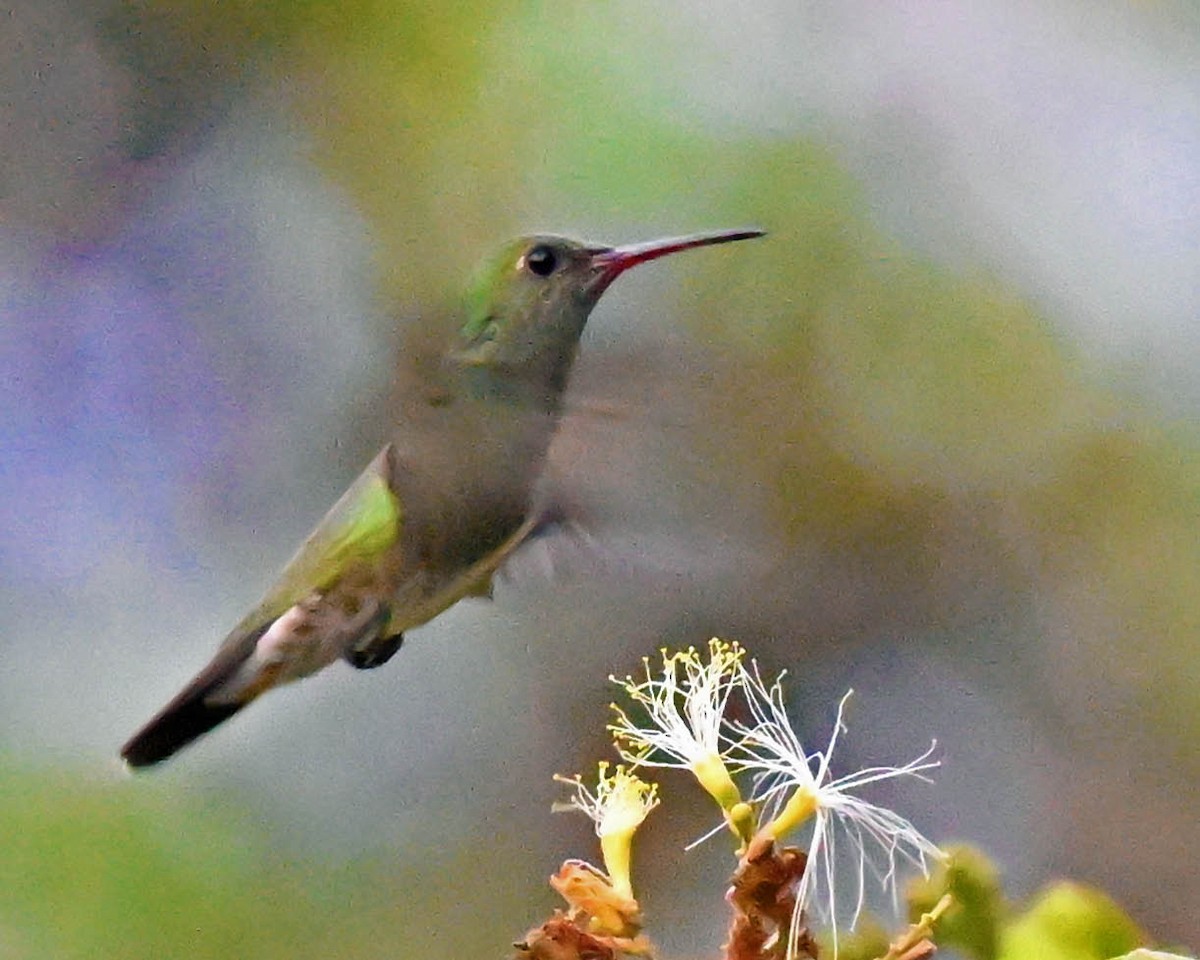 Green-tailed Goldenthroat - ML611083332