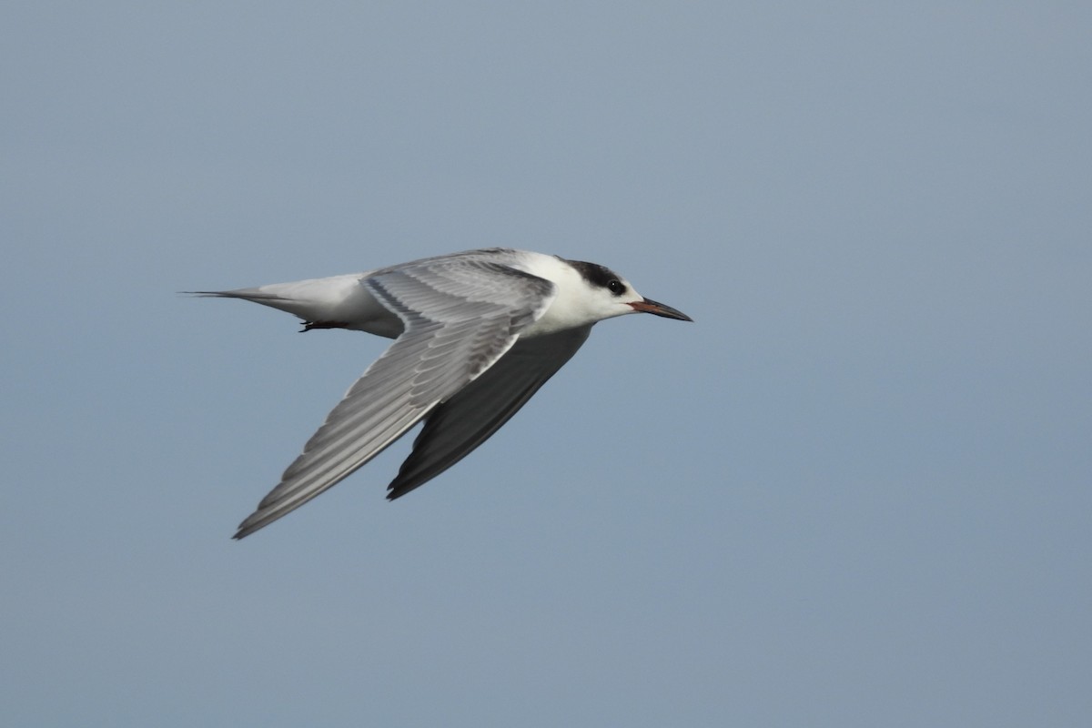 Common Tern - ML611083389