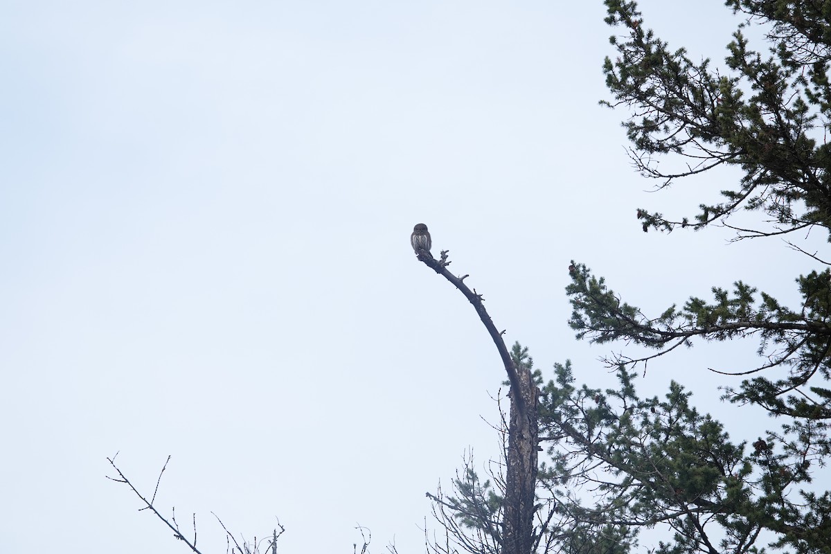 Northern Pygmy-Owl - Evan Clark