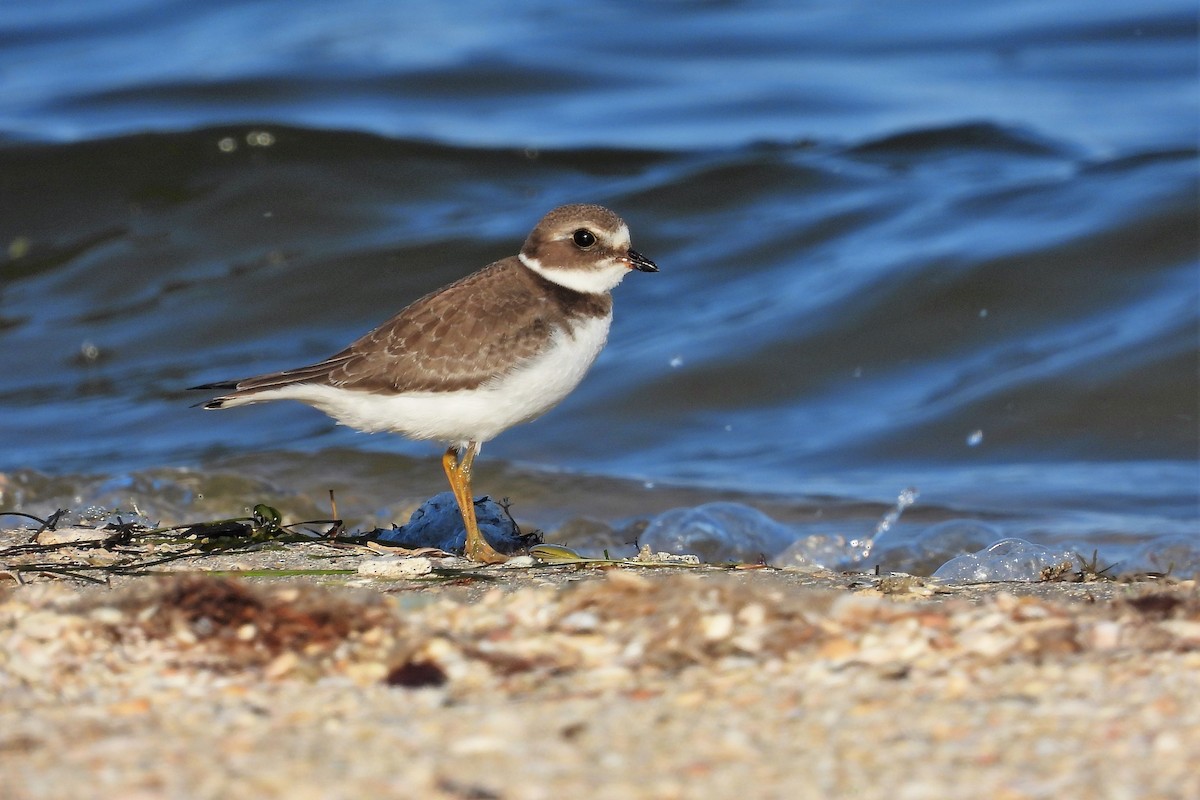 Semipalmated Plover - ML611083433