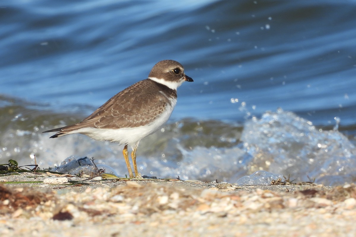 Semipalmated Plover - ML611083442