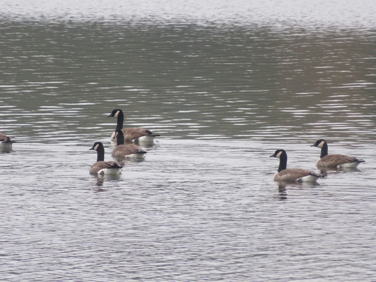 Canada Goose - ML611083516