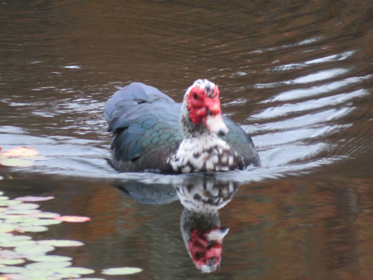 Muscovy Duck (Domestic type) - ML611083528