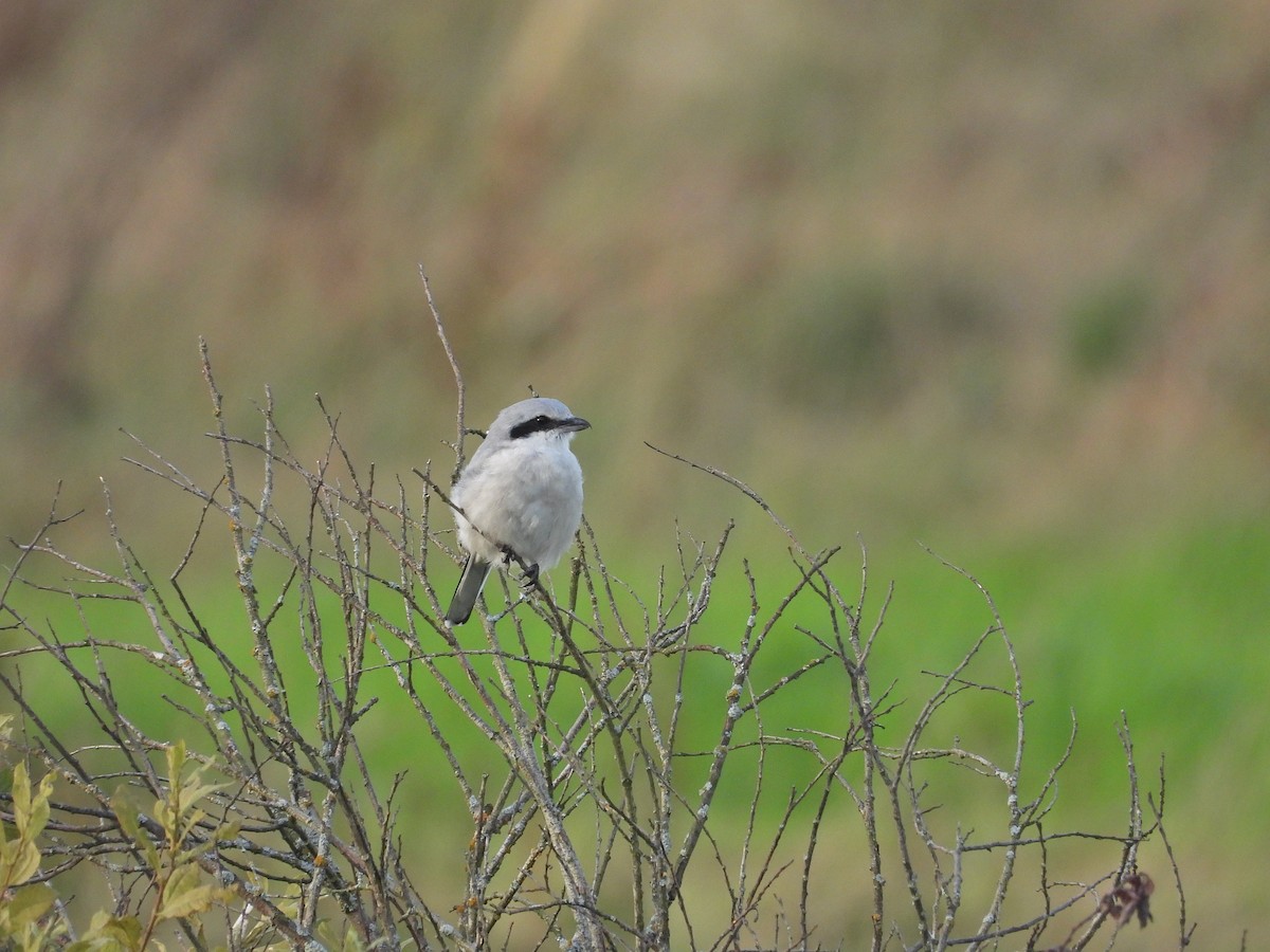 Great Gray Shrike - ML611083530