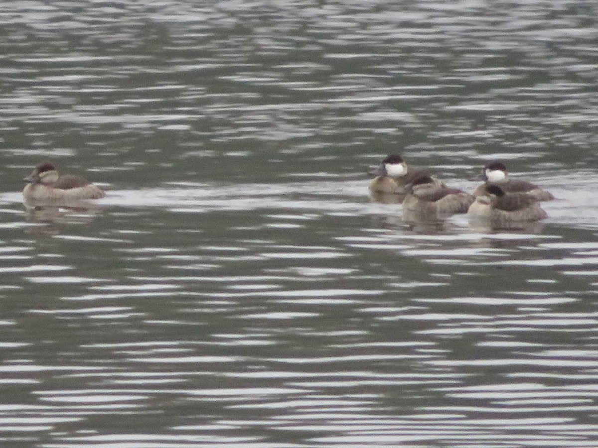 Ruddy Duck - ML611083564