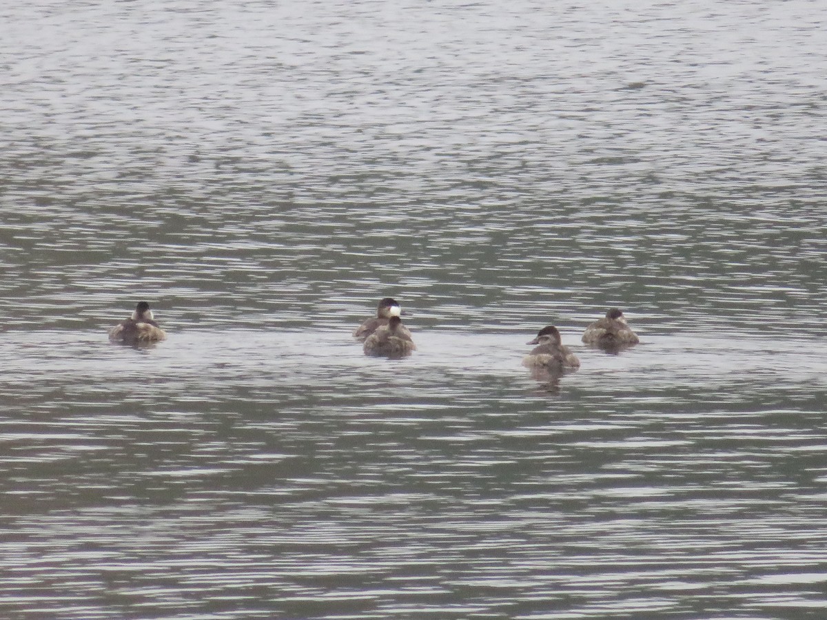 Ruddy Duck - ML611083565