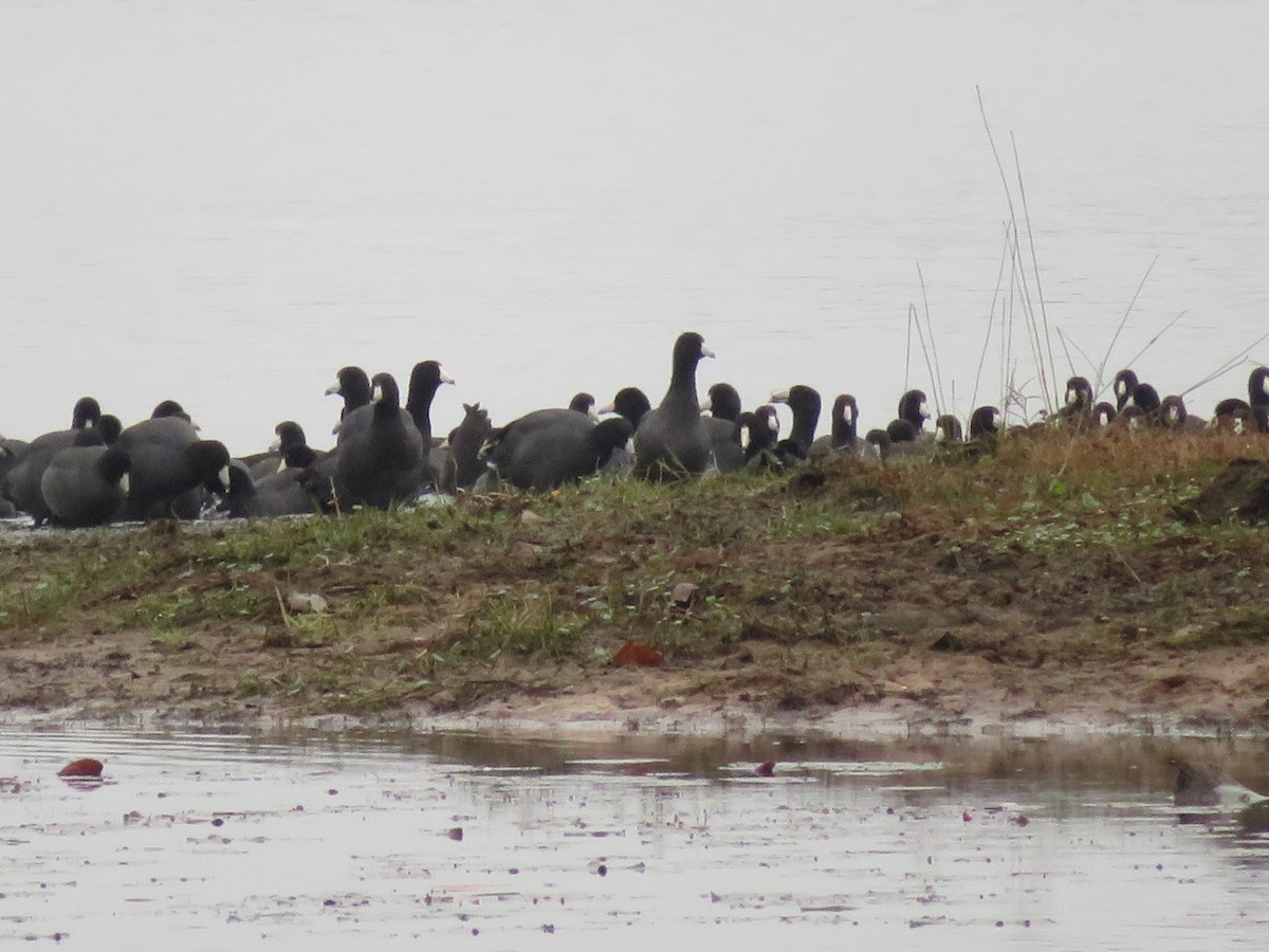 American Coot - WARREN MENDENHALL