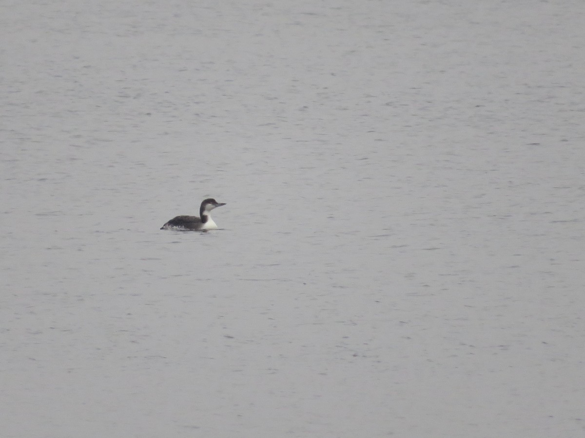 Common Loon - ML611083585