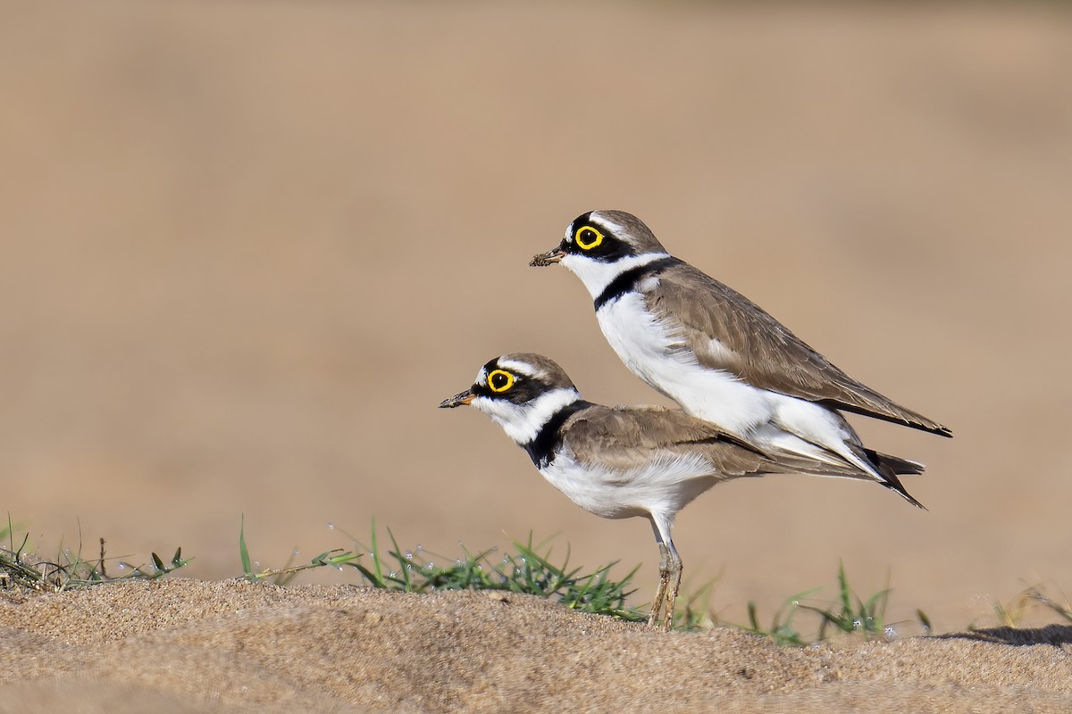 Little Ringed Plover - Parthasarathi Chakrabarti