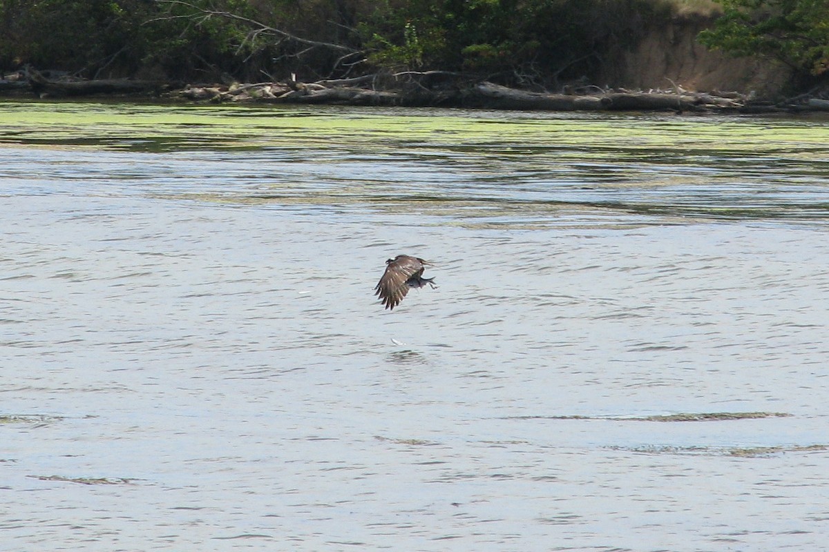 Osprey - ML611083643