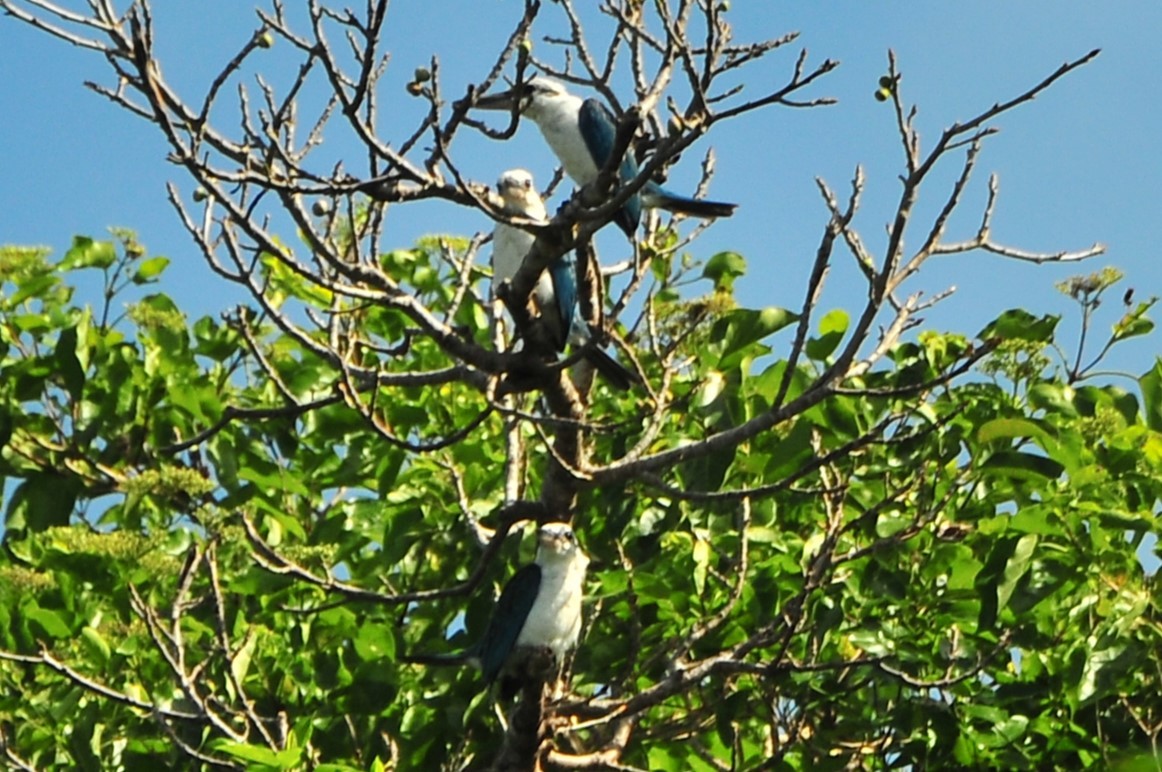 Mariana Kingfisher - ML611083692