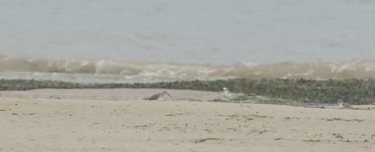 Curlew Sandpiper - ML611083778