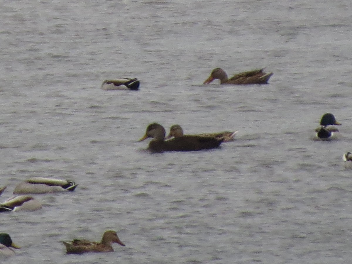 American Black Duck - Javier Río