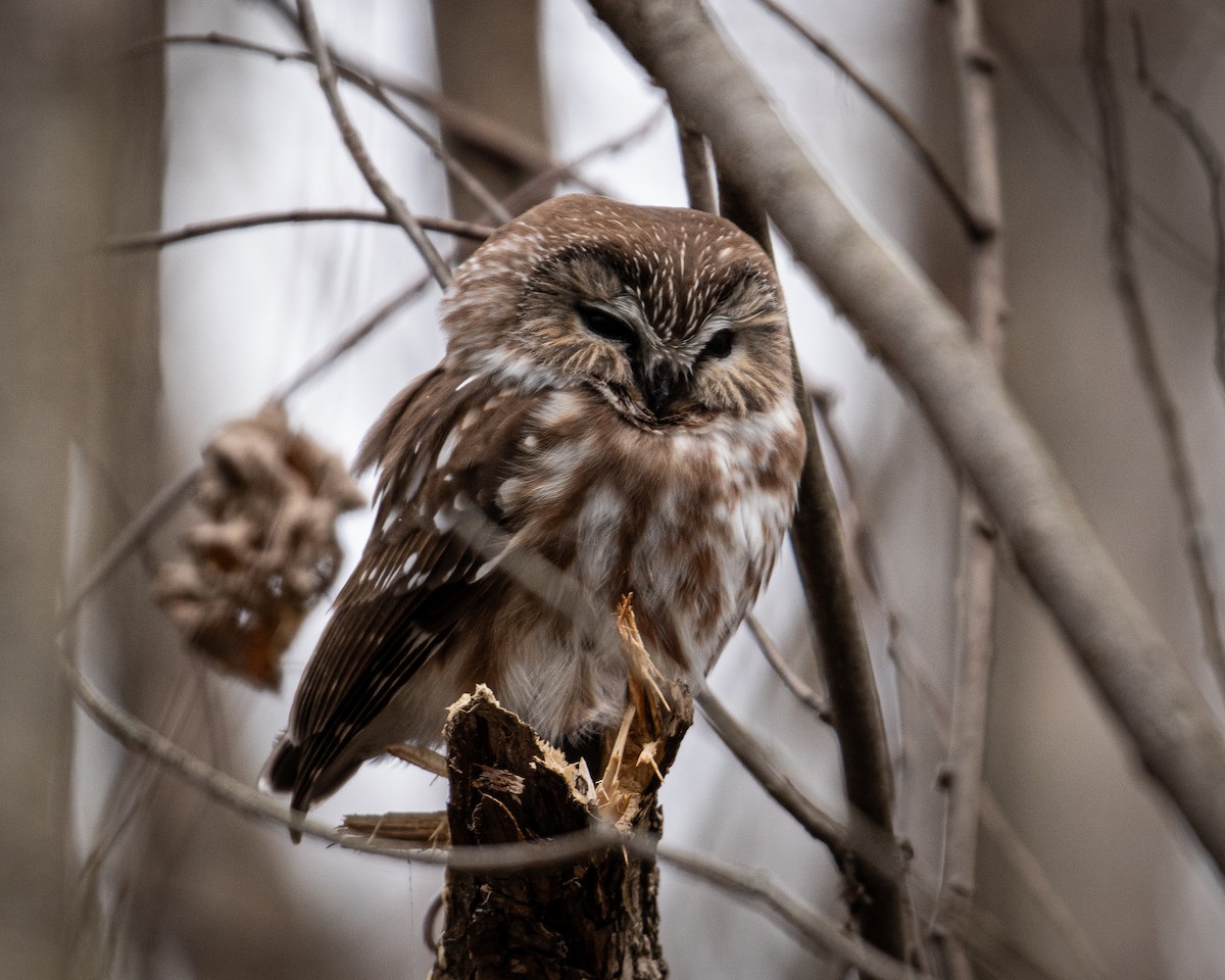 Northern Saw-whet Owl - ML611083829