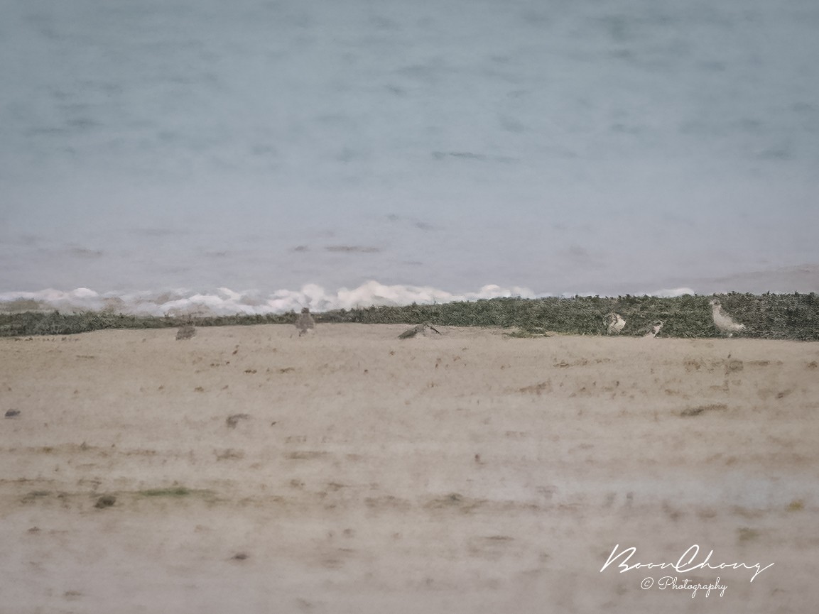 Curlew Sandpiper - ML611083856