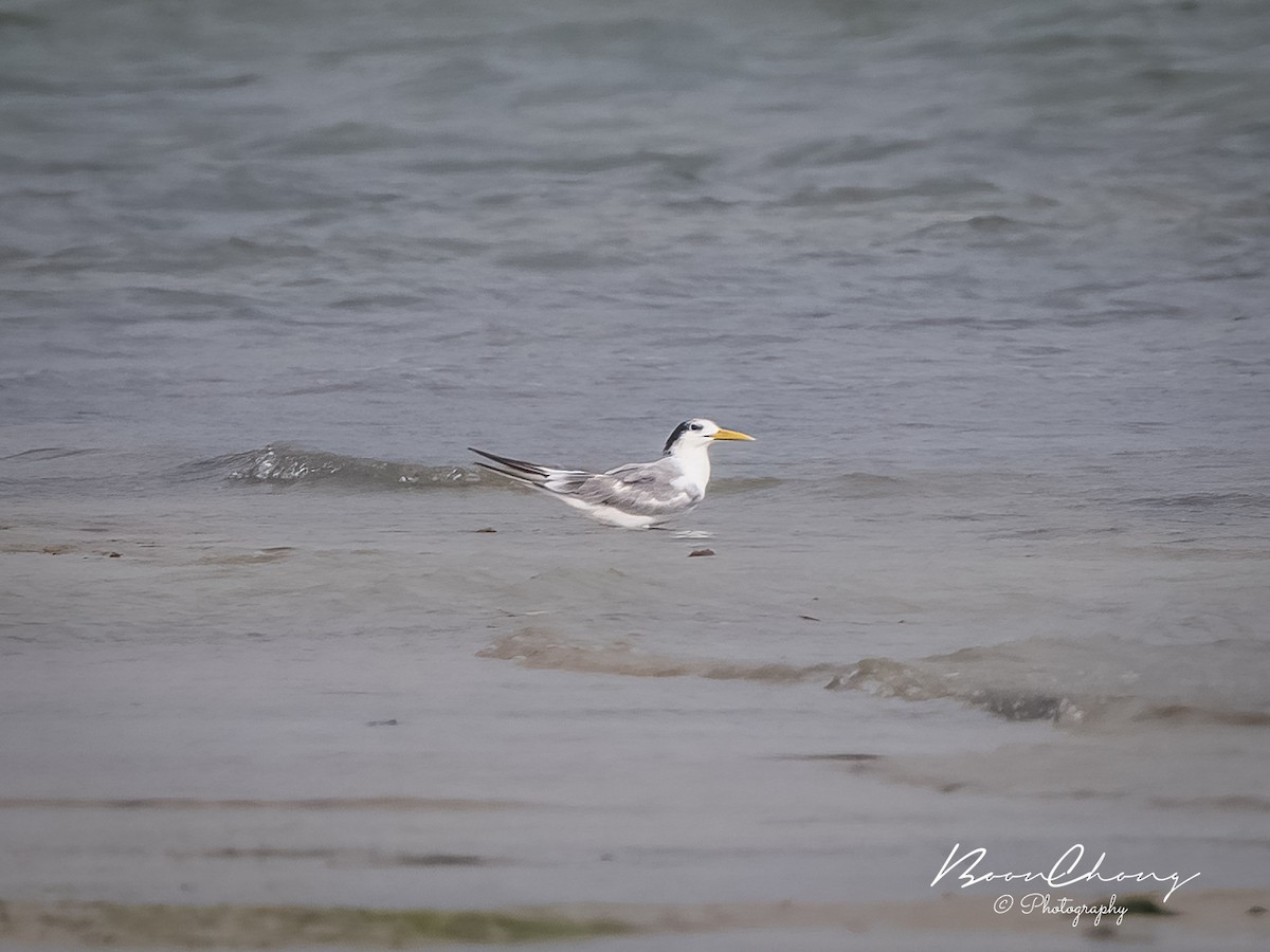 Great Crested Tern - ML611083860