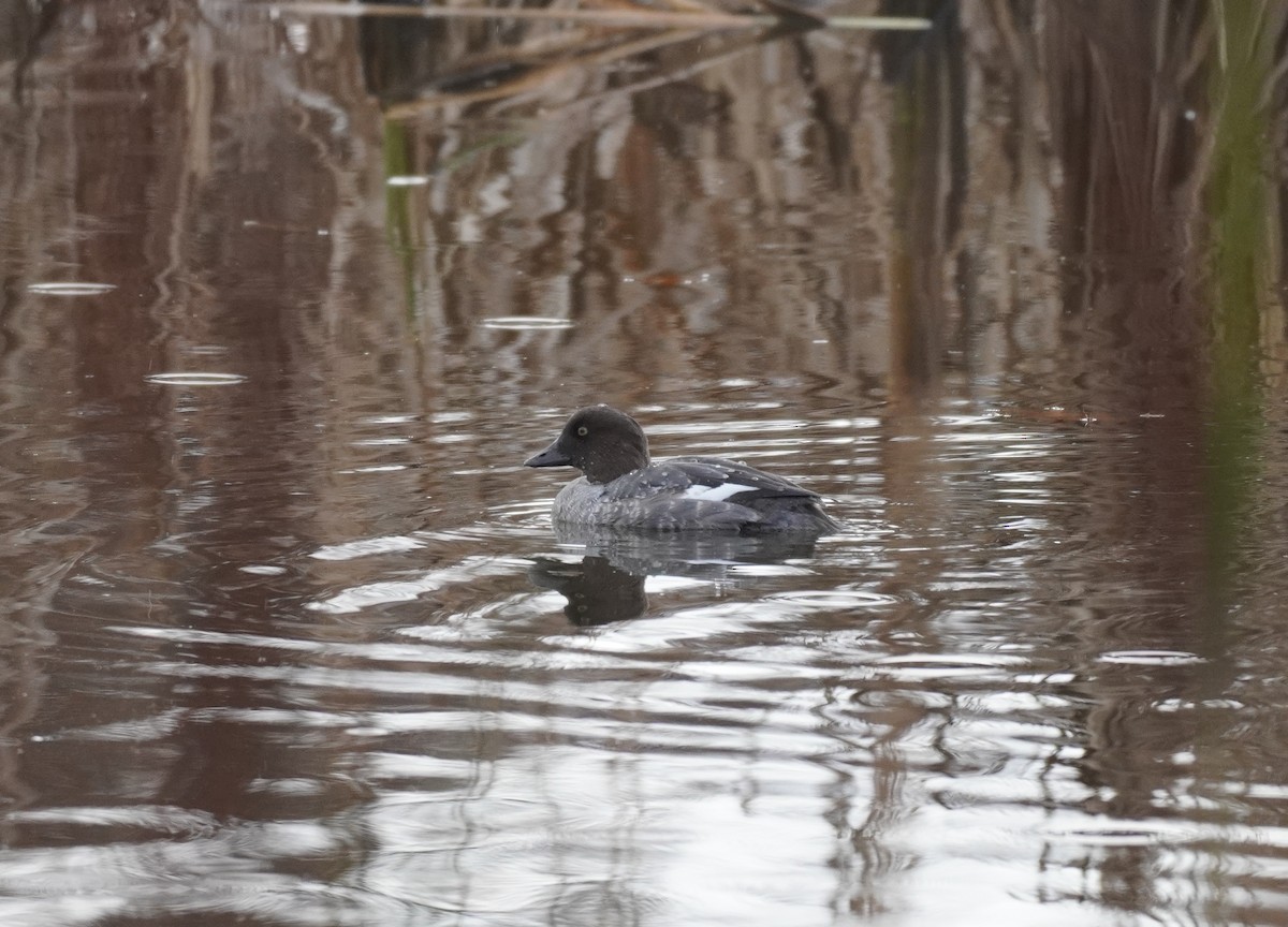 Common Goldeneye - Sarah Foote