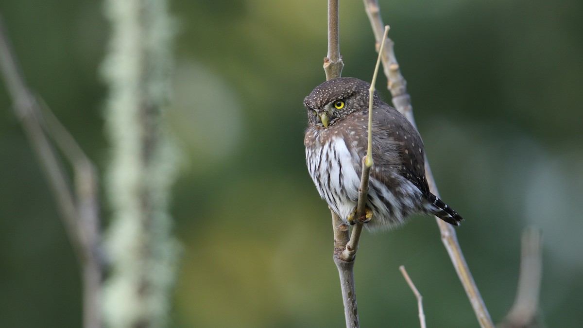Northern Pygmy-Owl - Noah Strycker