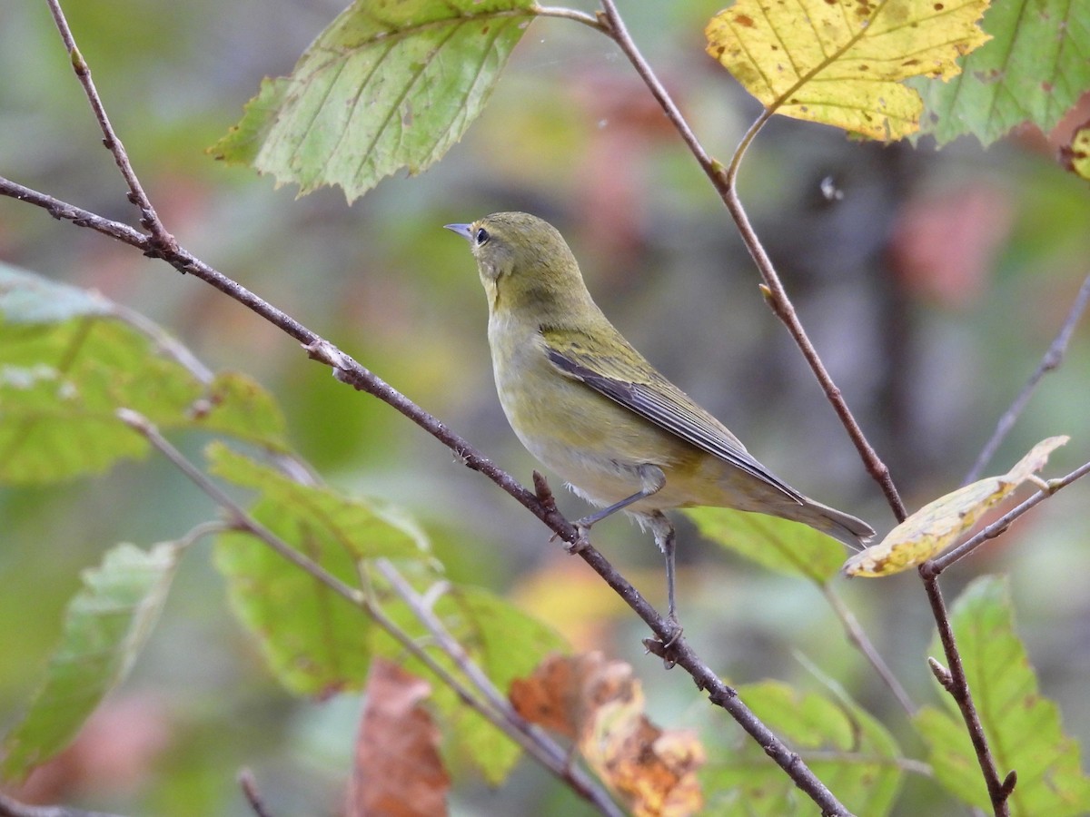 Tennessee Warbler - ML611084051