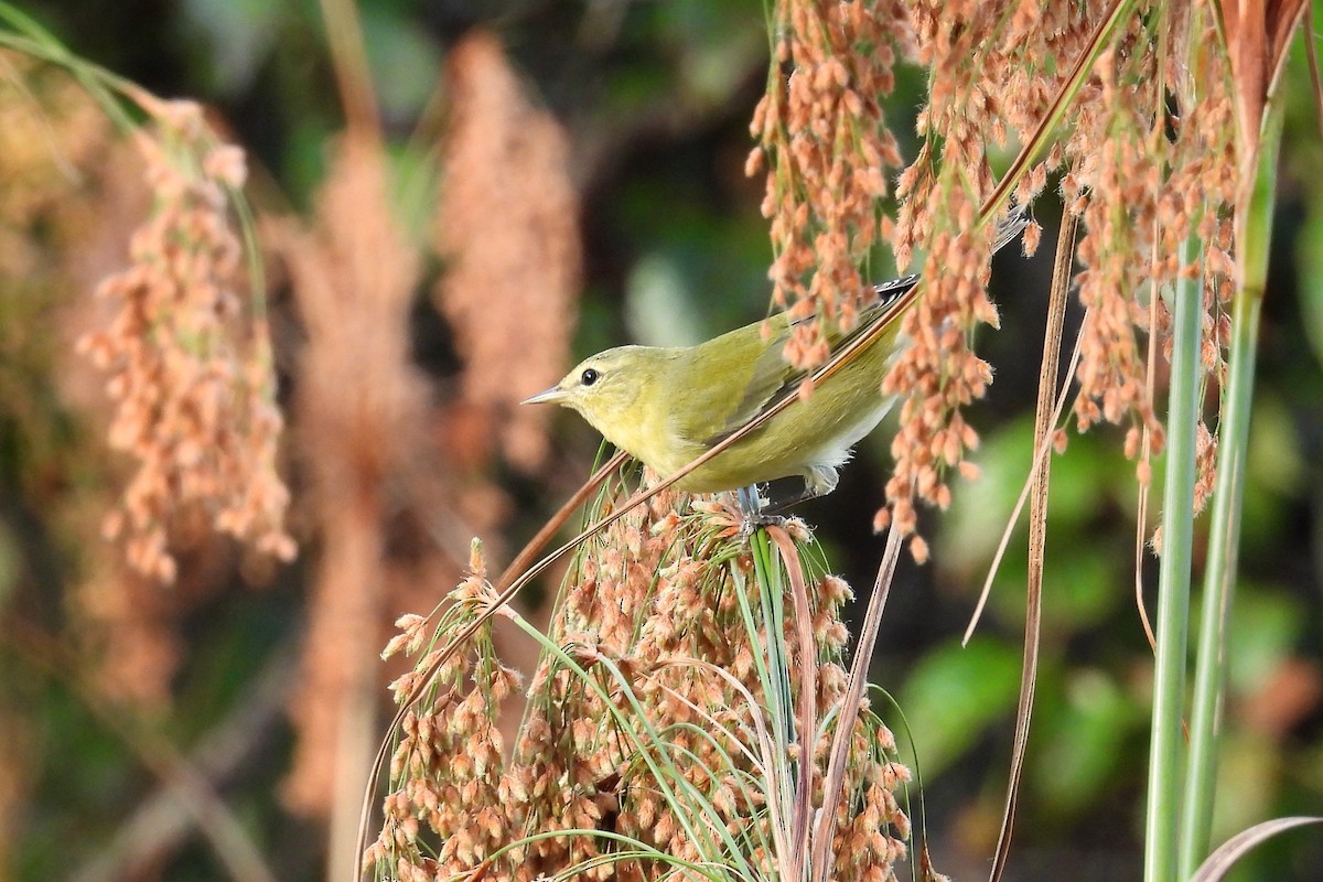 Tennessee Warbler - S. K.  Jones