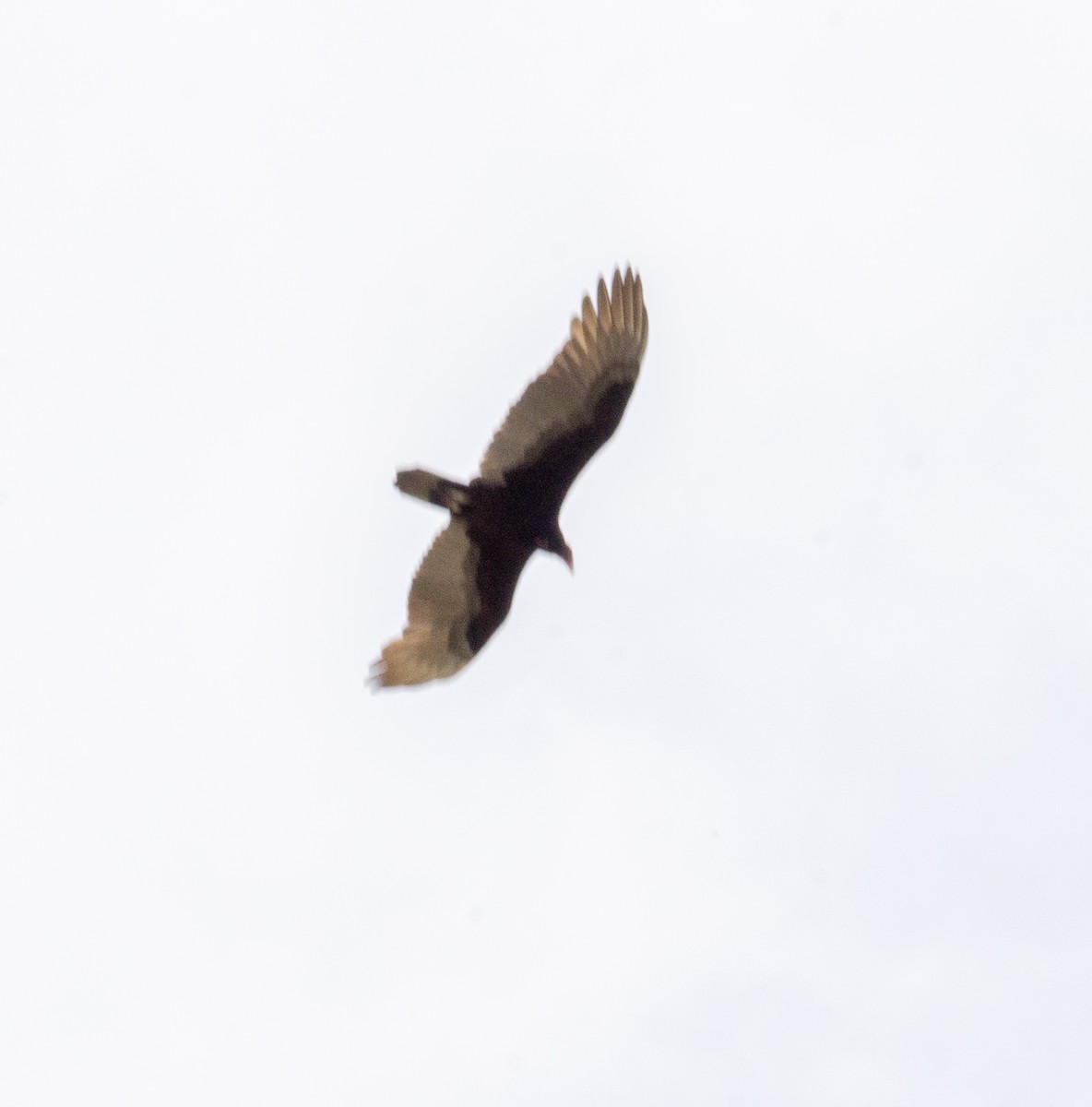Turkey Vulture - ML611084122