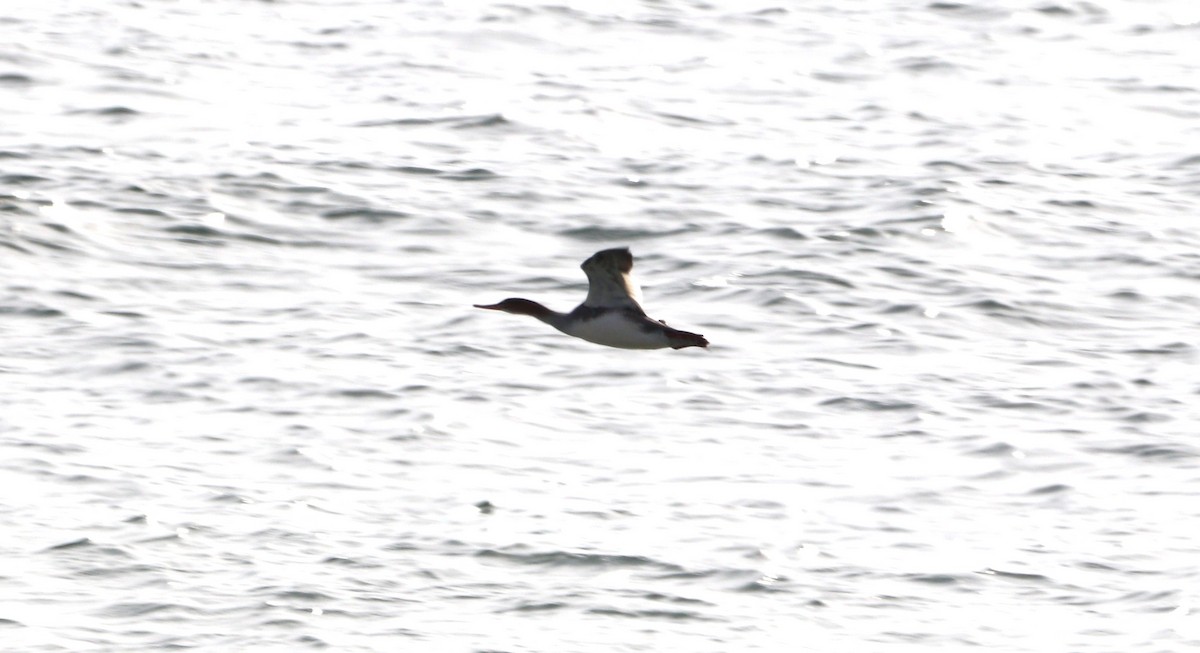 Red-breasted Merganser - ML611084188