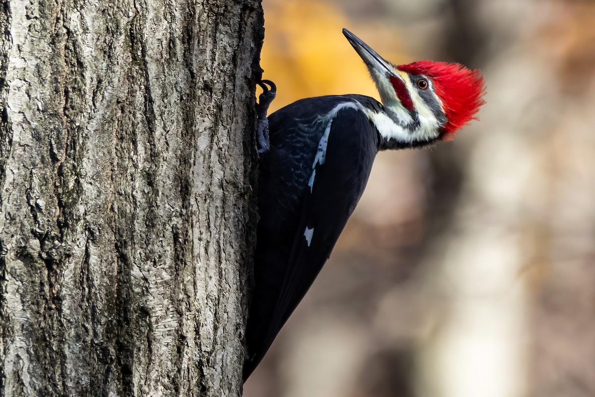 Pileated Woodpecker - ML611084392