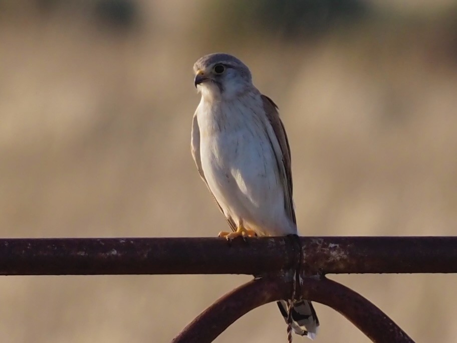 Nankeen Kestrel - ML611084446