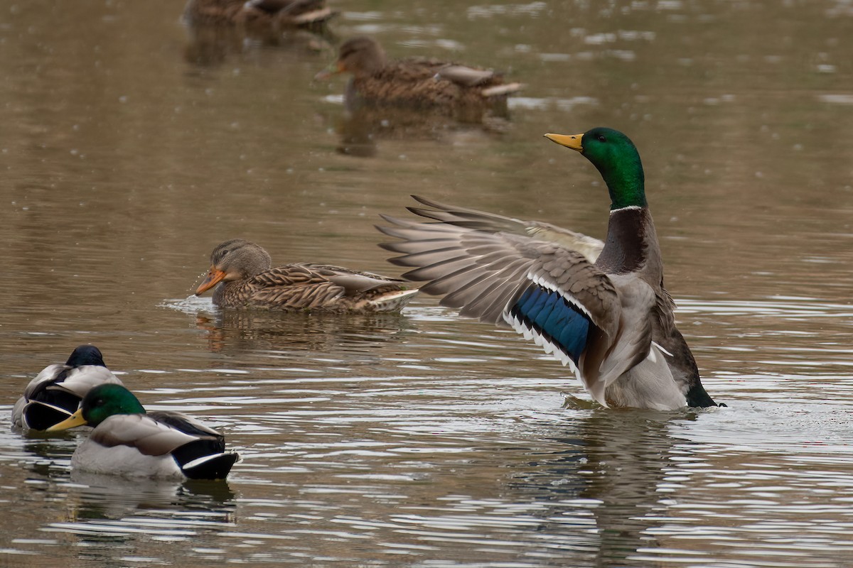 Mallard - ML611084474