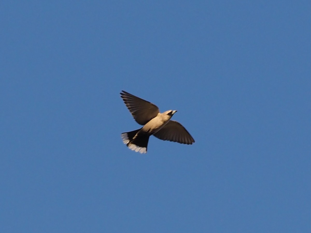 Black-faced Woodswallow (Black-vented) - Robert Gowan