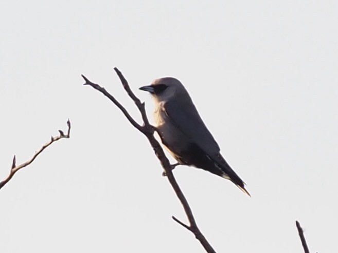 Black-faced Woodswallow (Black-vented) - Robert Gowan