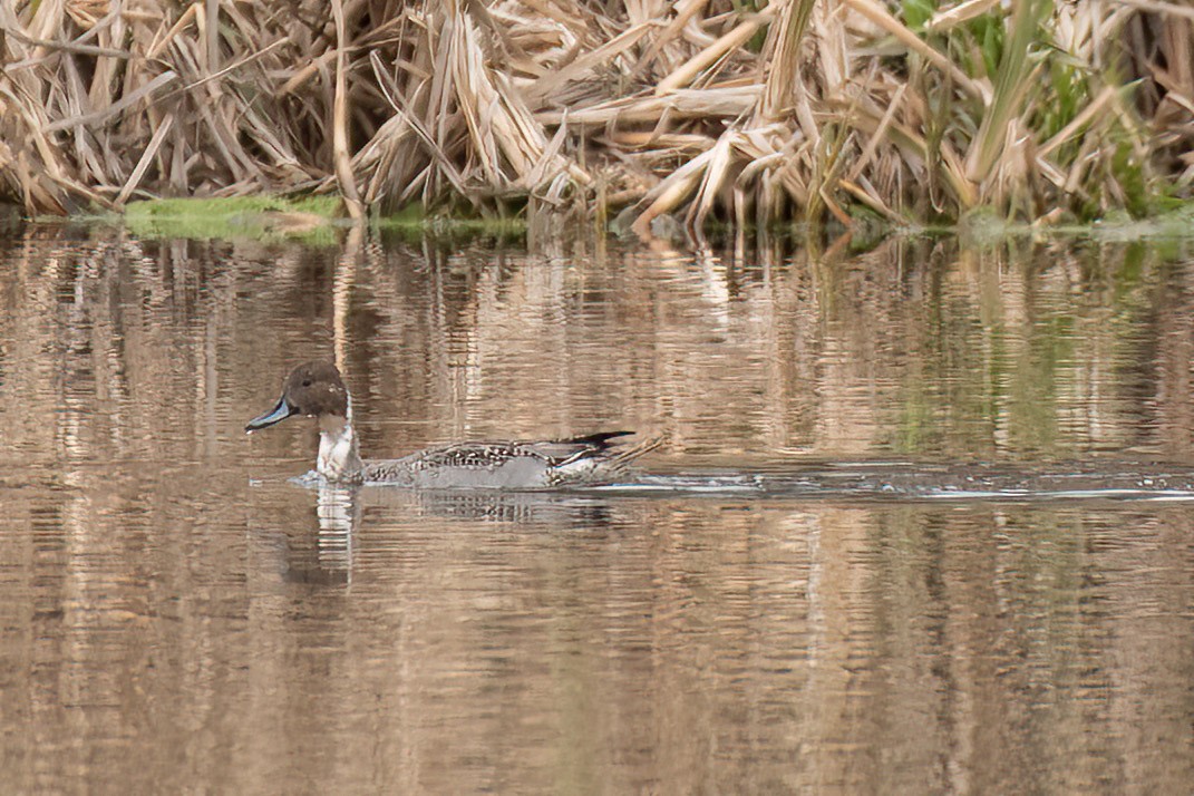 Northern Pintail - ML611084494