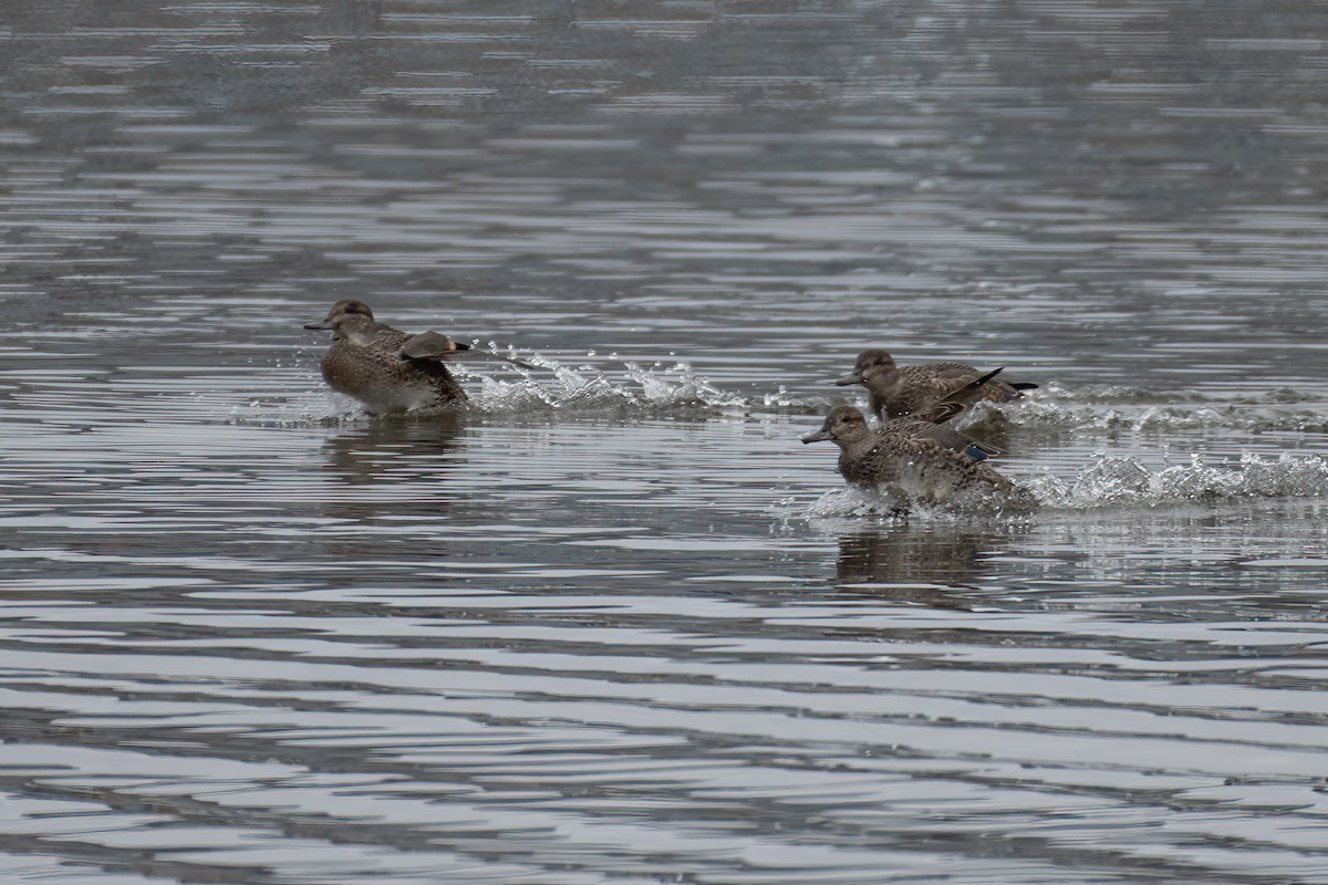 Green-winged Teal - ML611084511