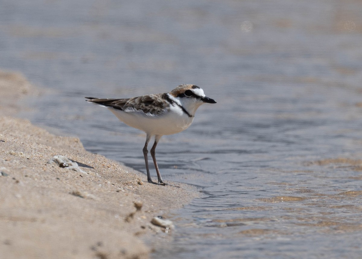 Malaysian Plover - ML611084520