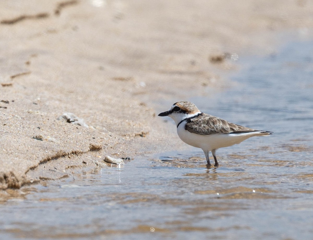 Malaysian Plover - ML611084521