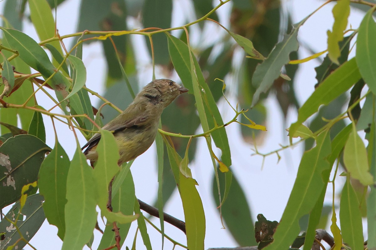 Yellow Thornbill - ML611084527