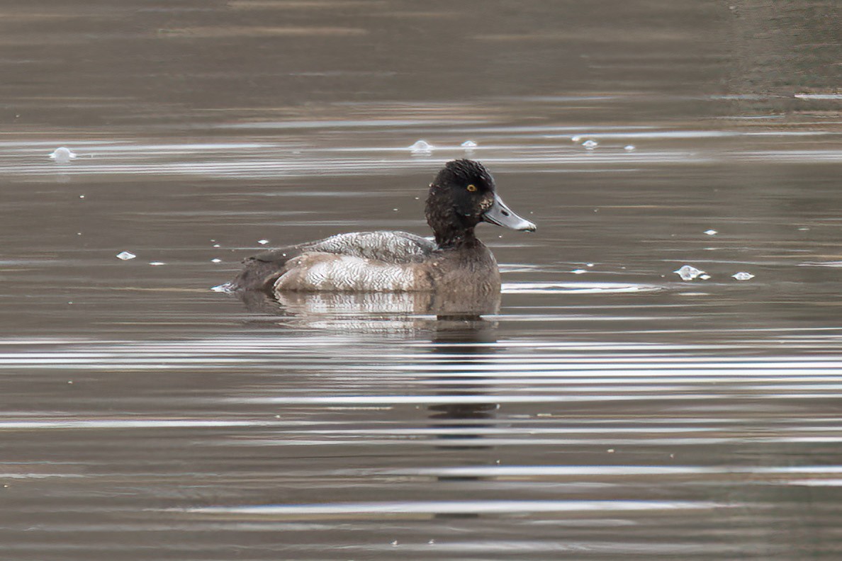 Lesser Scaup - Gerry Gerich