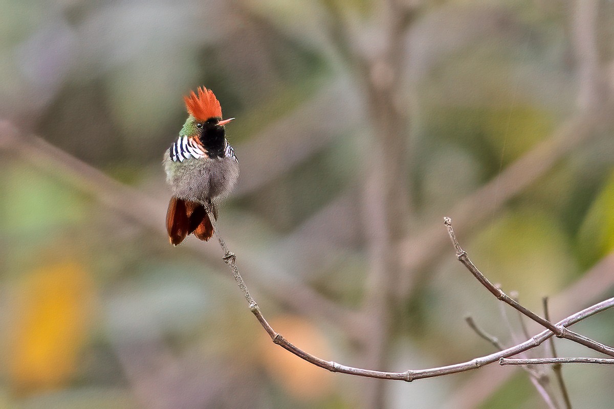 Frilled Coquette - ML611084541