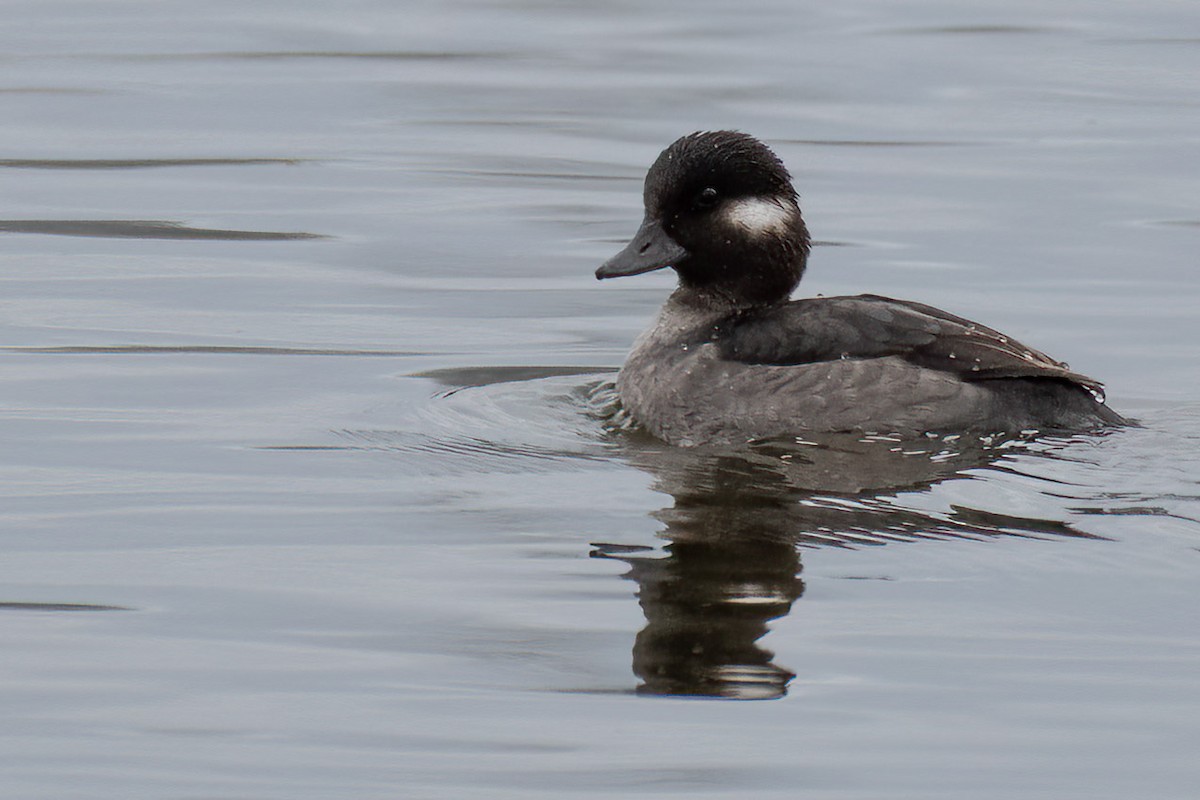 Bufflehead - ML611084543