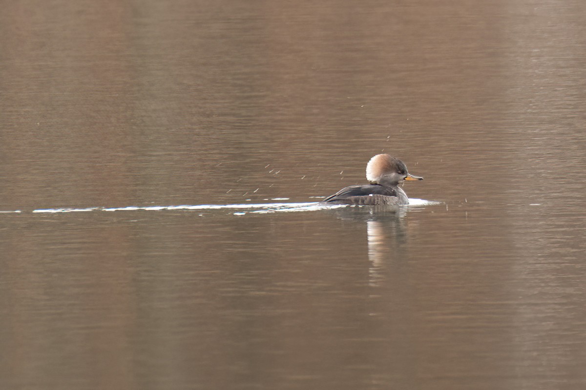 morčák chocholatý - ML611084548