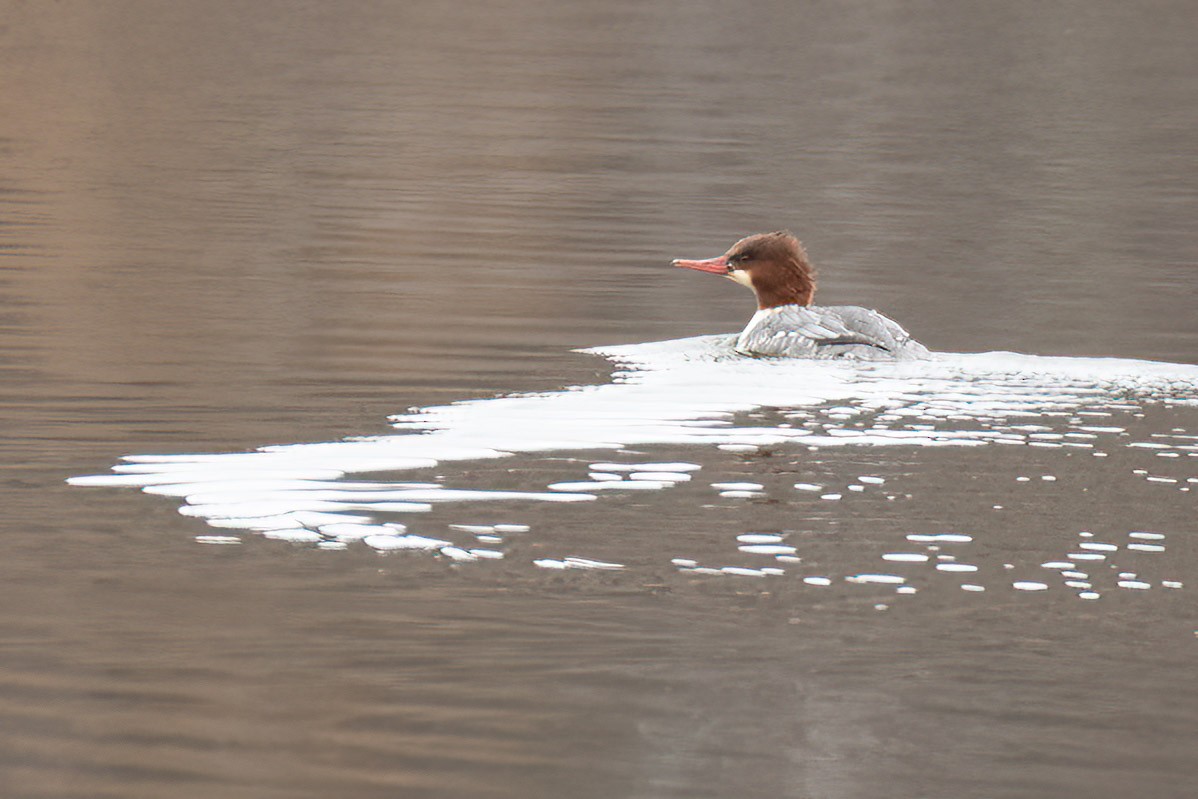 Common Merganser - ML611084557