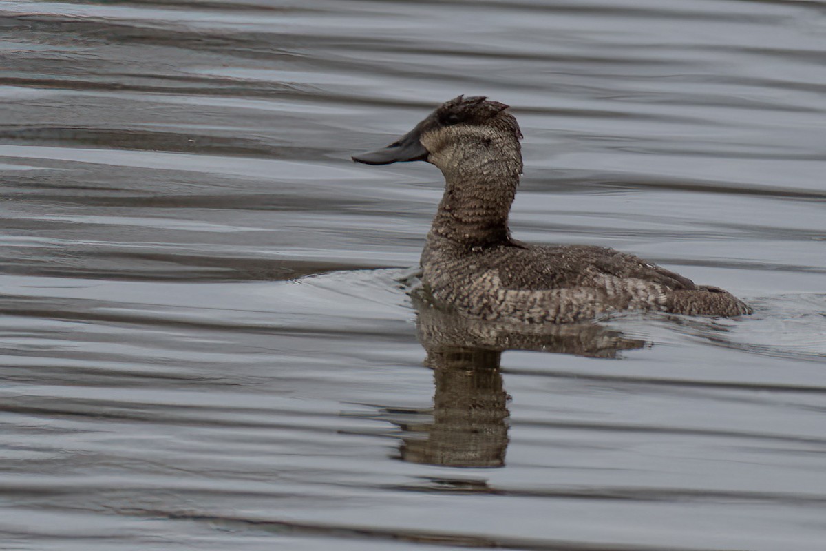 Ruddy Duck - ML611084573