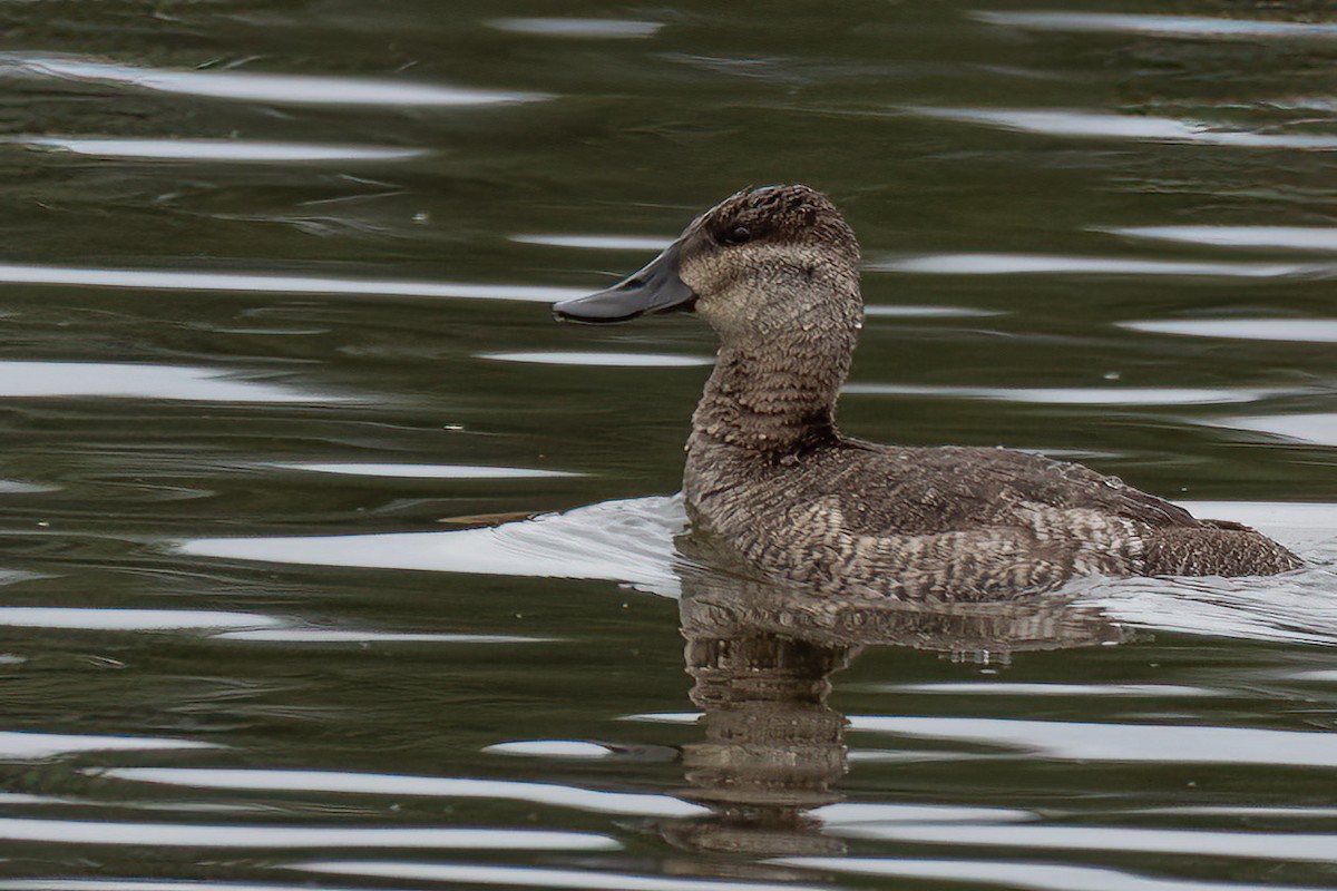 Ruddy Duck - ML611084574