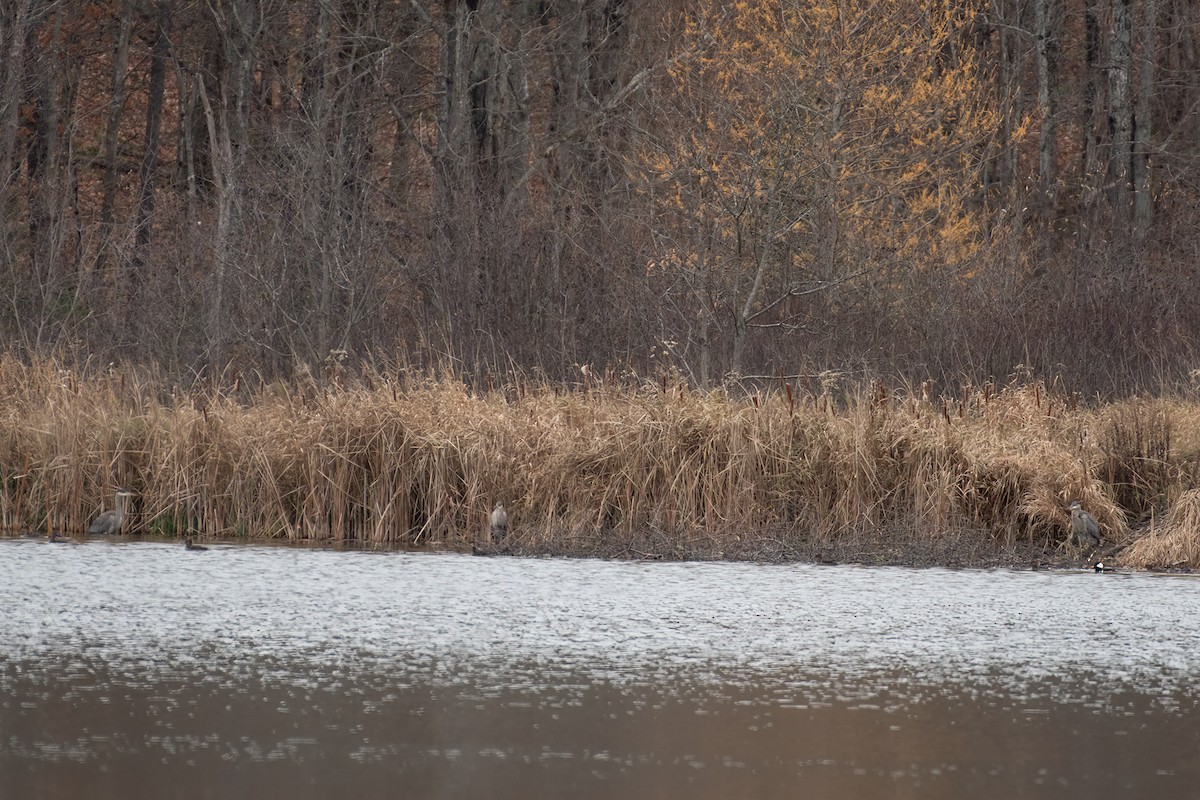 volavka velká - ML611084598