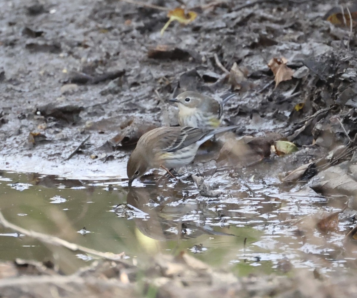 Yellow-rumped Warbler - Ross Sormani