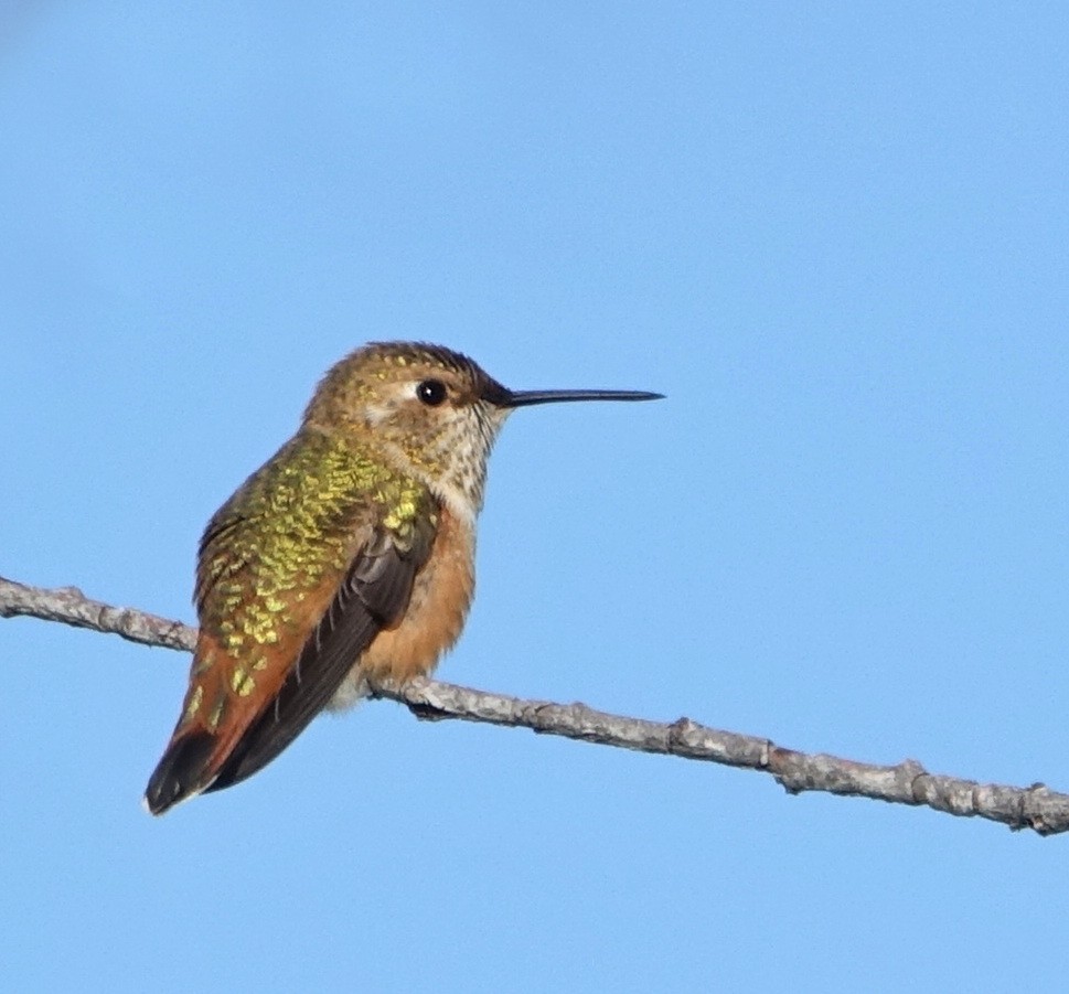 Rufous Hummingbird - ML611084643